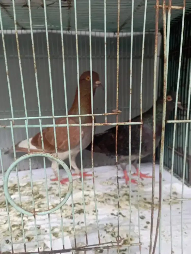 Merpati coklat selip