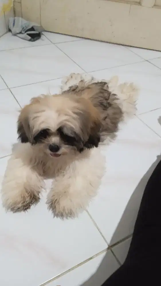 Anakan anjing shitzu no campuran