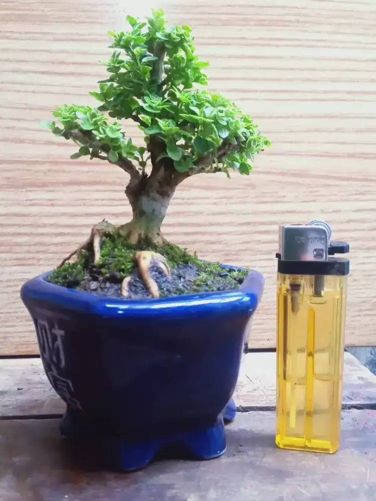 Bonsai Sancang Varigata Pot Keramik
