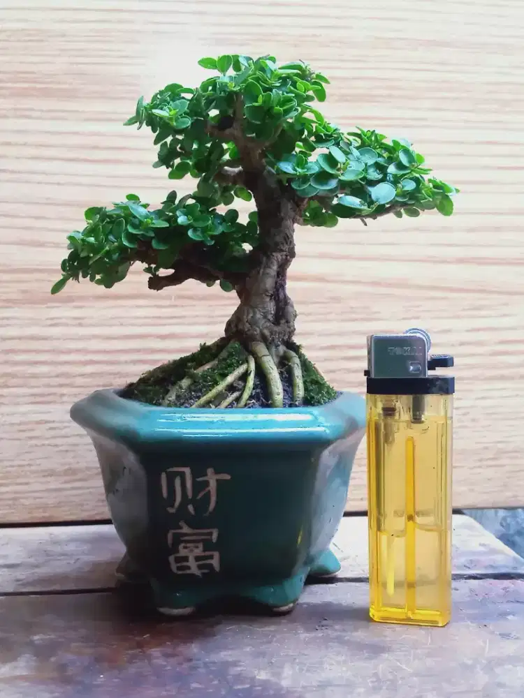 Bonsai Sancang The Max Pot Keramik Hijau