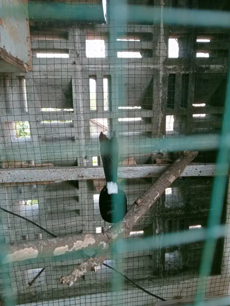 Murai sepasang produksi
