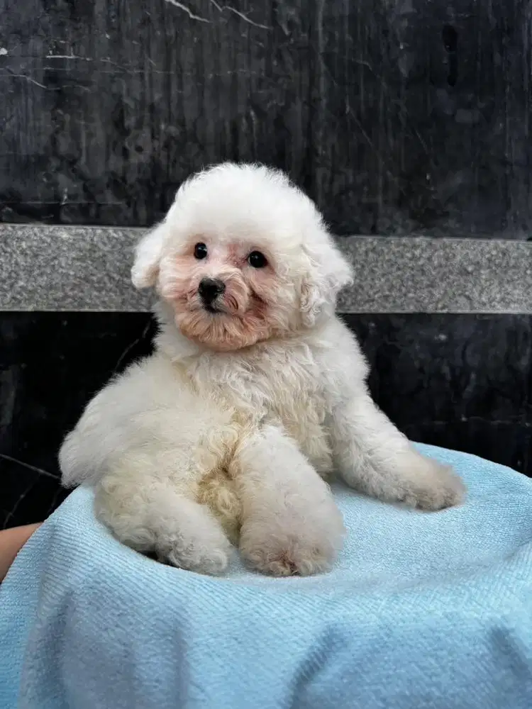 POOCHON Poodle x Bichon Jantan