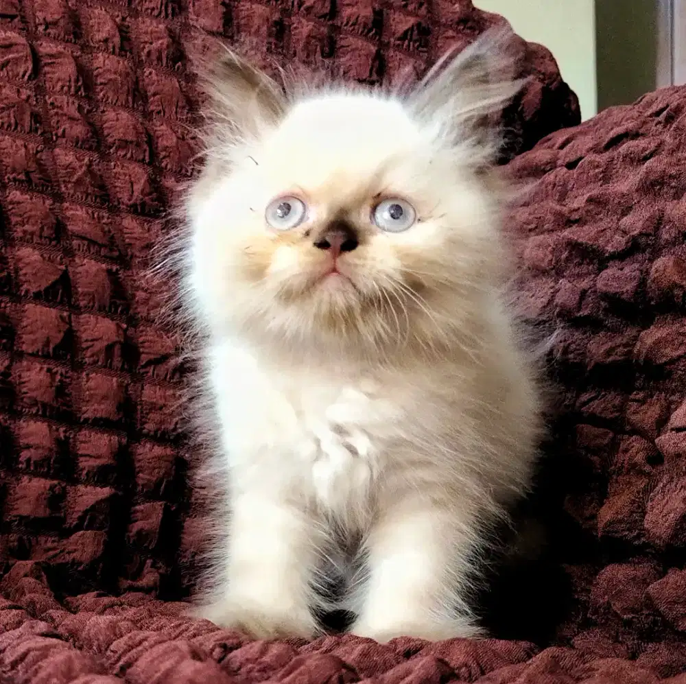 Anak Kucing Himalaya Mata Biru