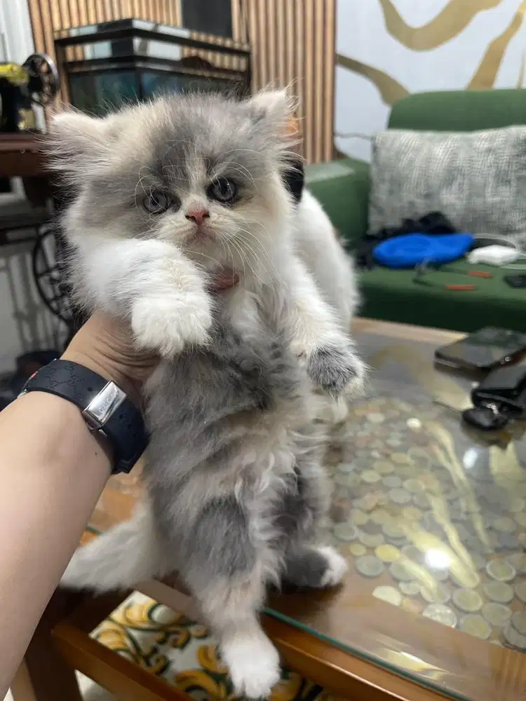 Open adop kucing