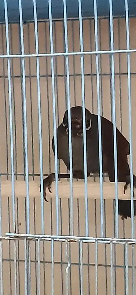 Burung Poksay Mantel