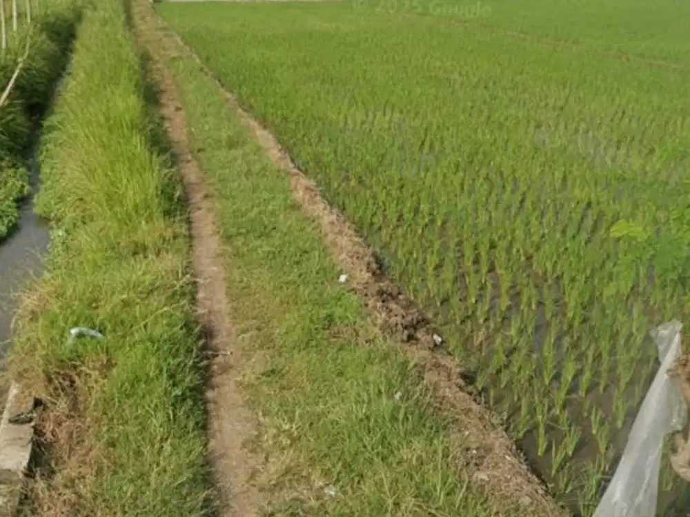 Tanah Sawah Mojokerto