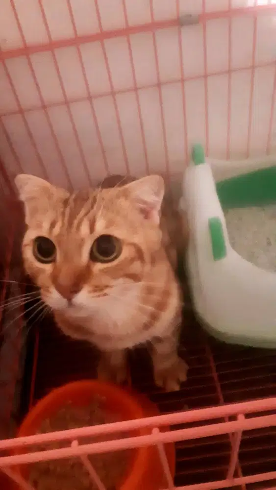 Jual Kucing BSH Fold Super Langka & Kereen !!