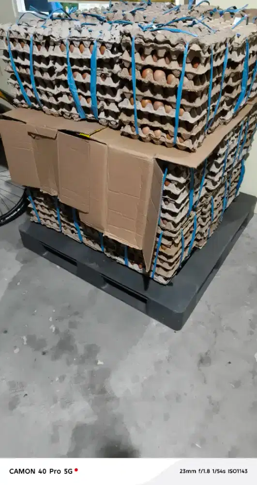 Telur ayam (jual ikatan)