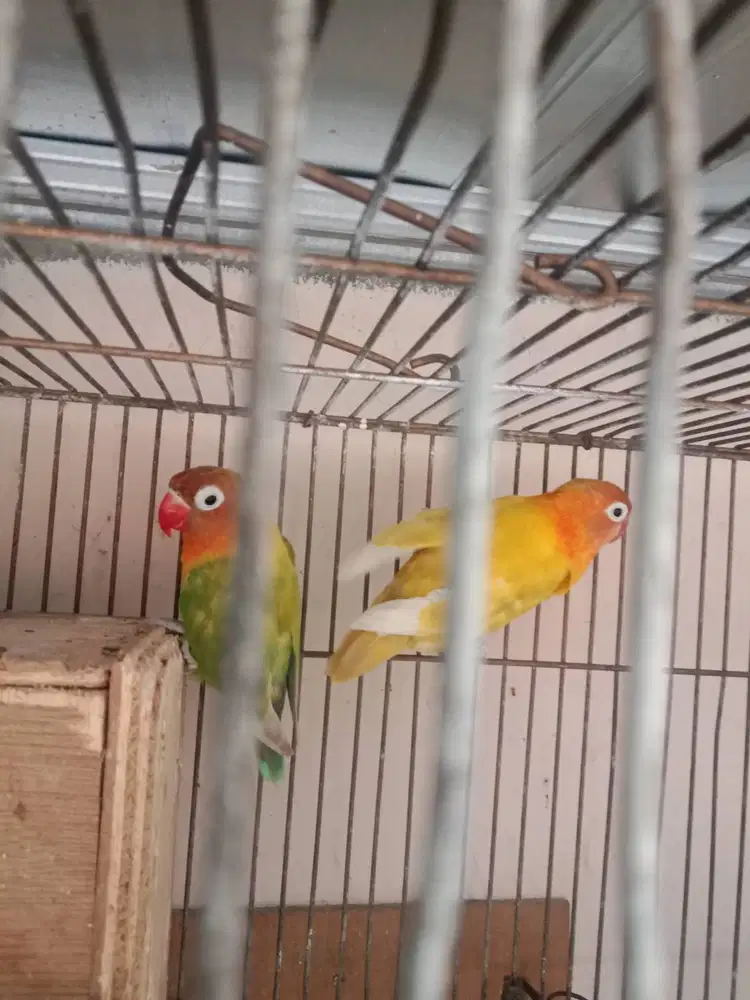 Sepasang Lovebird Bertelur