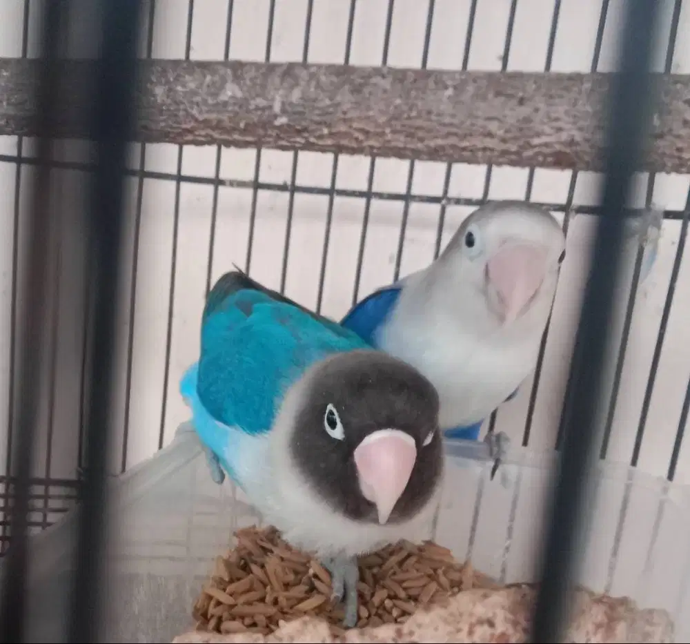 Sepasang Lovebird sehat