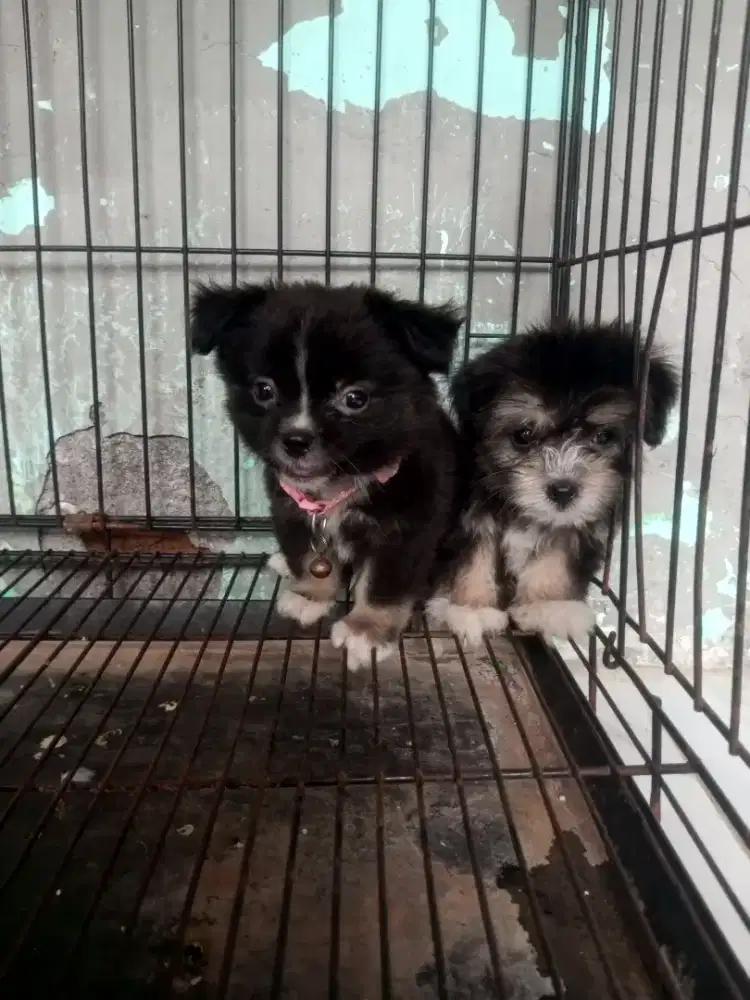 malteszu jantan 2bln