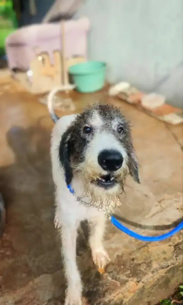 anjing Giant poodle