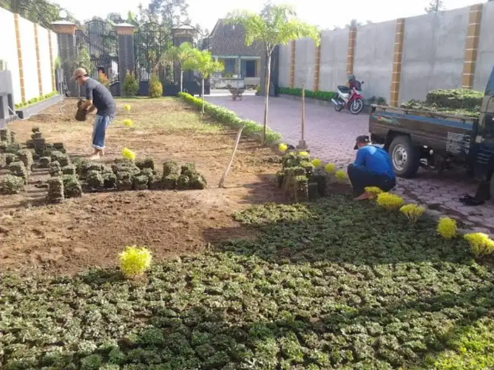 Tukang pasang rumput