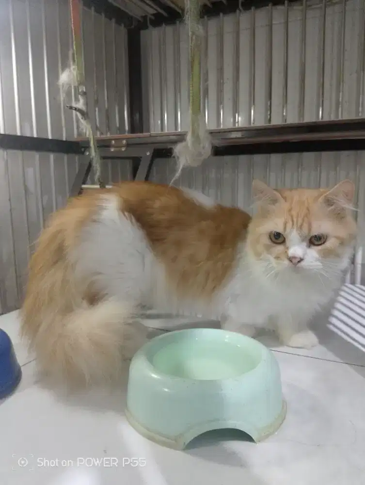 Kucing Munchkin Ceper Cebol