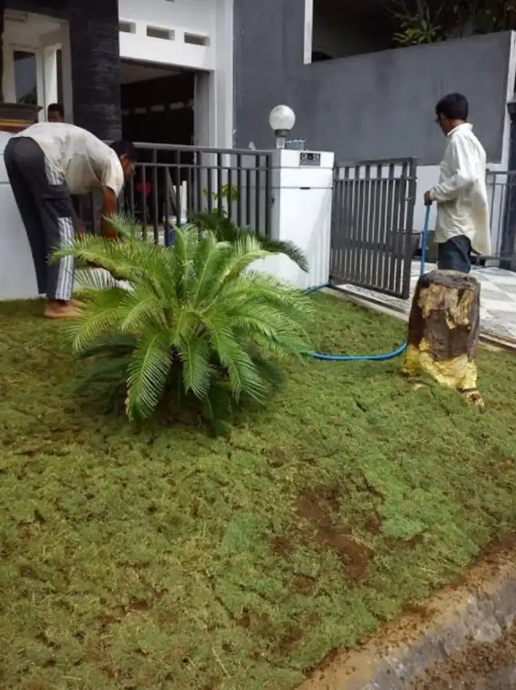 Tukang pemasangan rumput