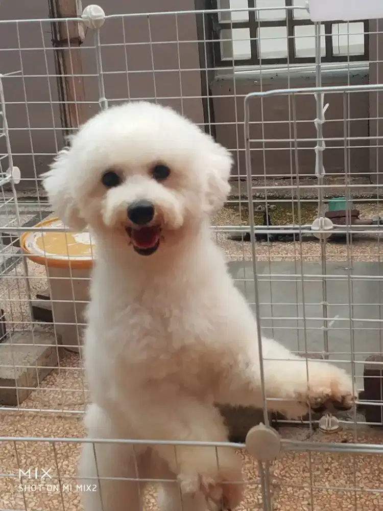 Jual Indukan Bichon frise