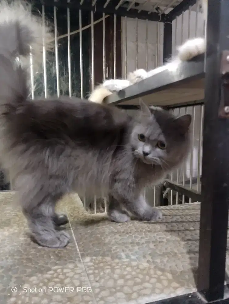 Kucing Persia Blue solid ( abu abu )
