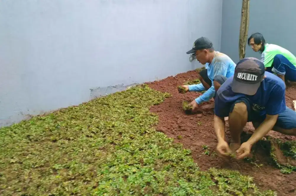 Tukang pemasang / tanam rumput