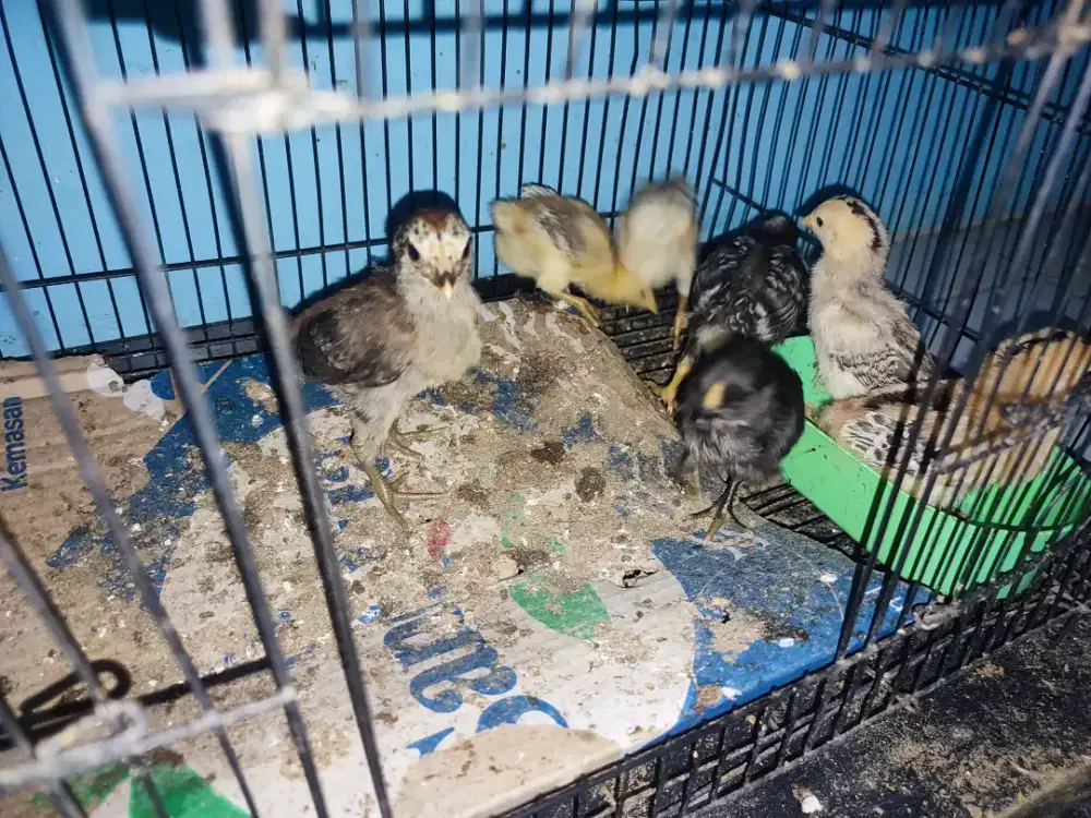 Ayam kampung usia 2 mingguan