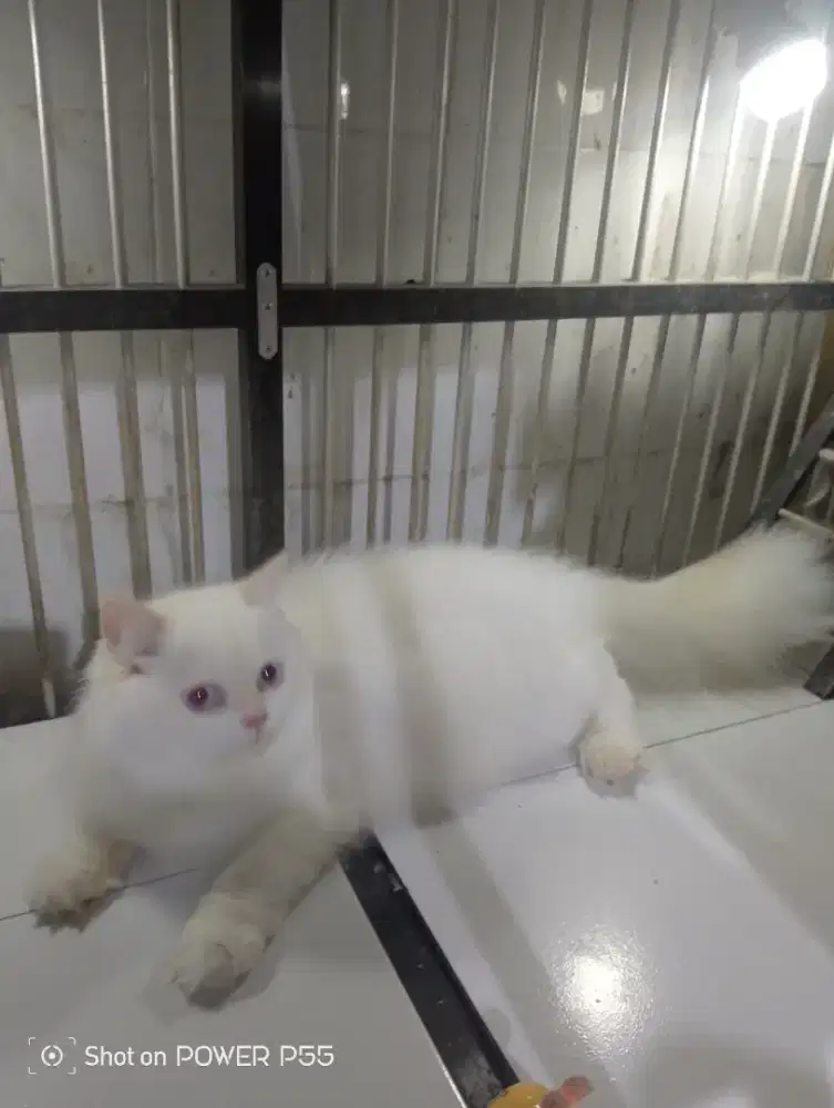 Kucing Persia white solid