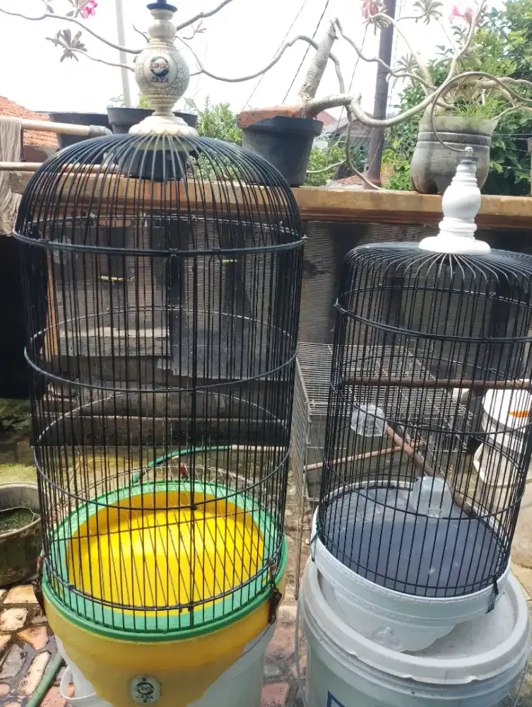 Kandang LB second ori Ebod + burciL Baru