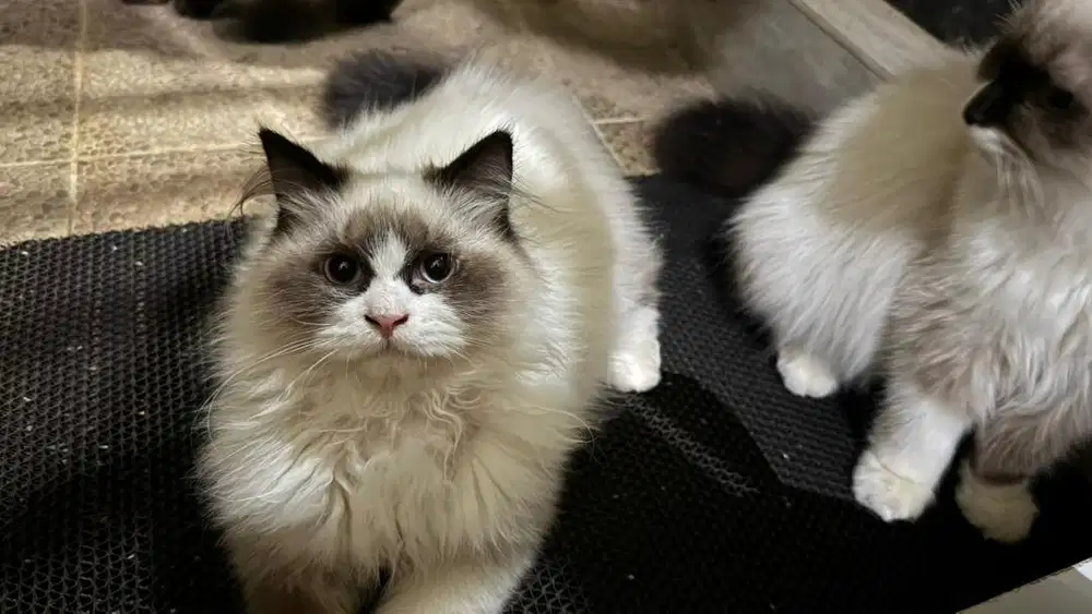 Pure Ragdoll Simestris