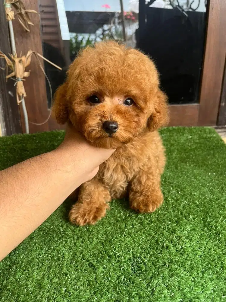 Toy Poodle Stambum Vaksin Komplit