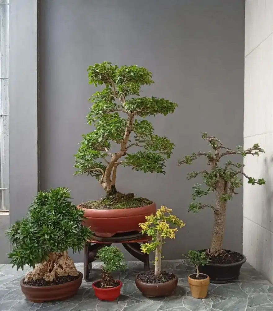 Bonsai hias borongan ada 6 pot