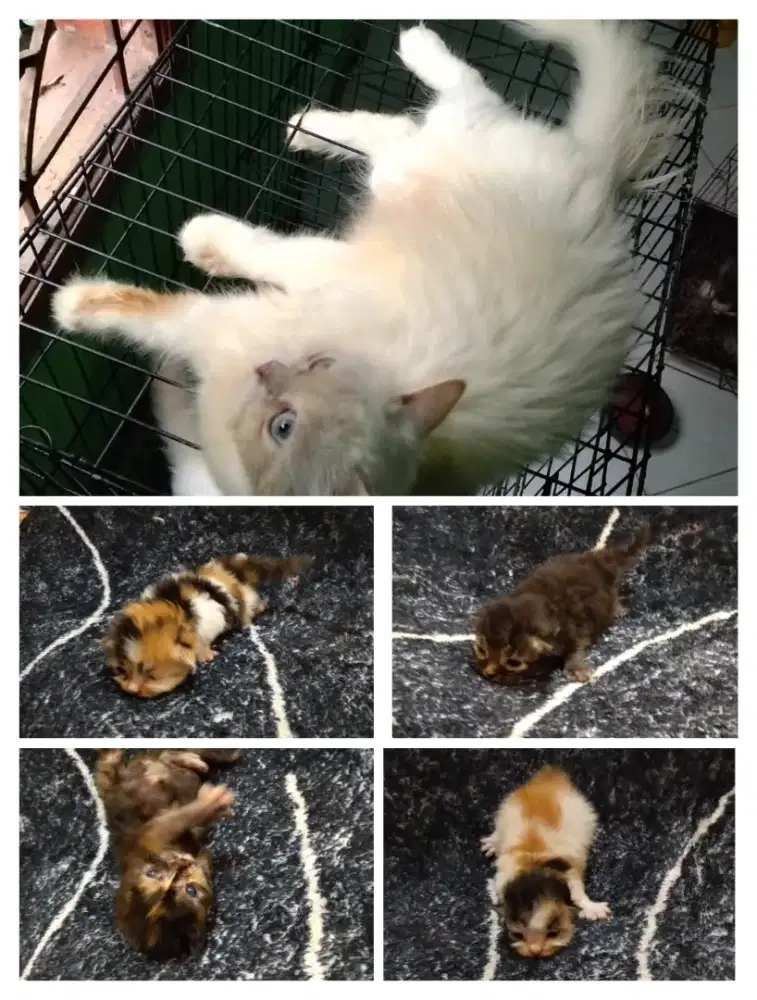 kucing indukan dan kitten
