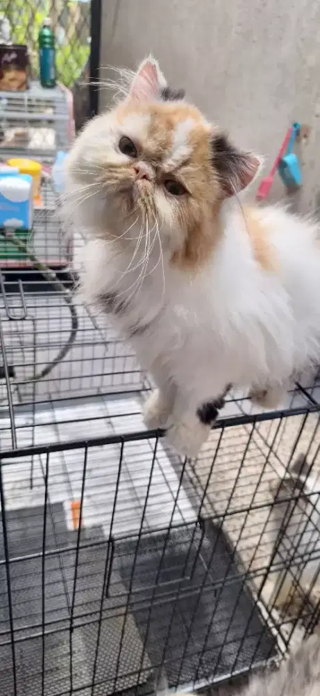 Peaknose betina Calico