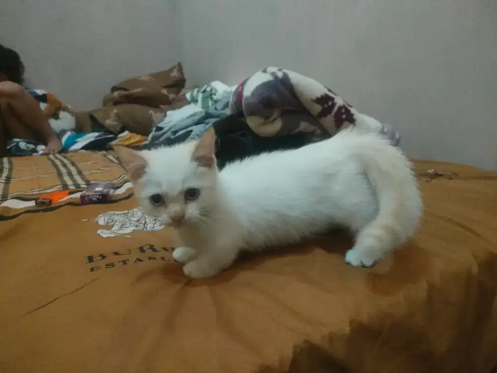 Kitten Munchkin betina sealpoint
