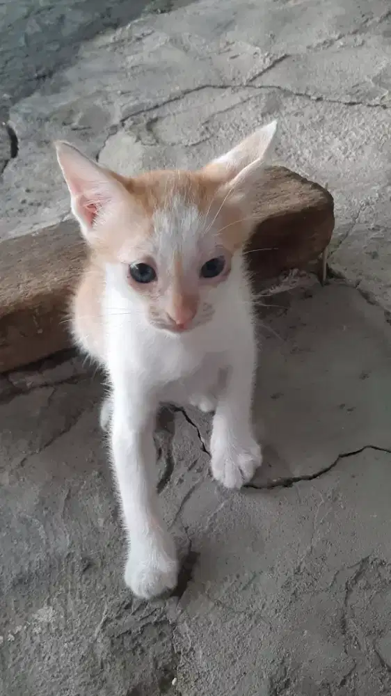 Open adop kucing dom, betina 2bln, sehat, jinak, pintar. Gratis