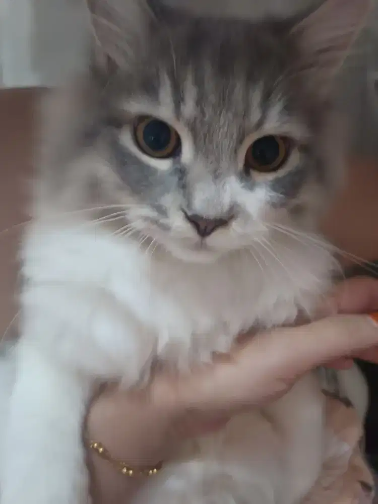 Persian dan anggora