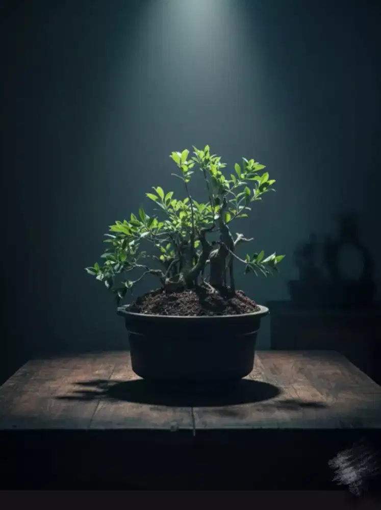 Bonsai beringin kimeng