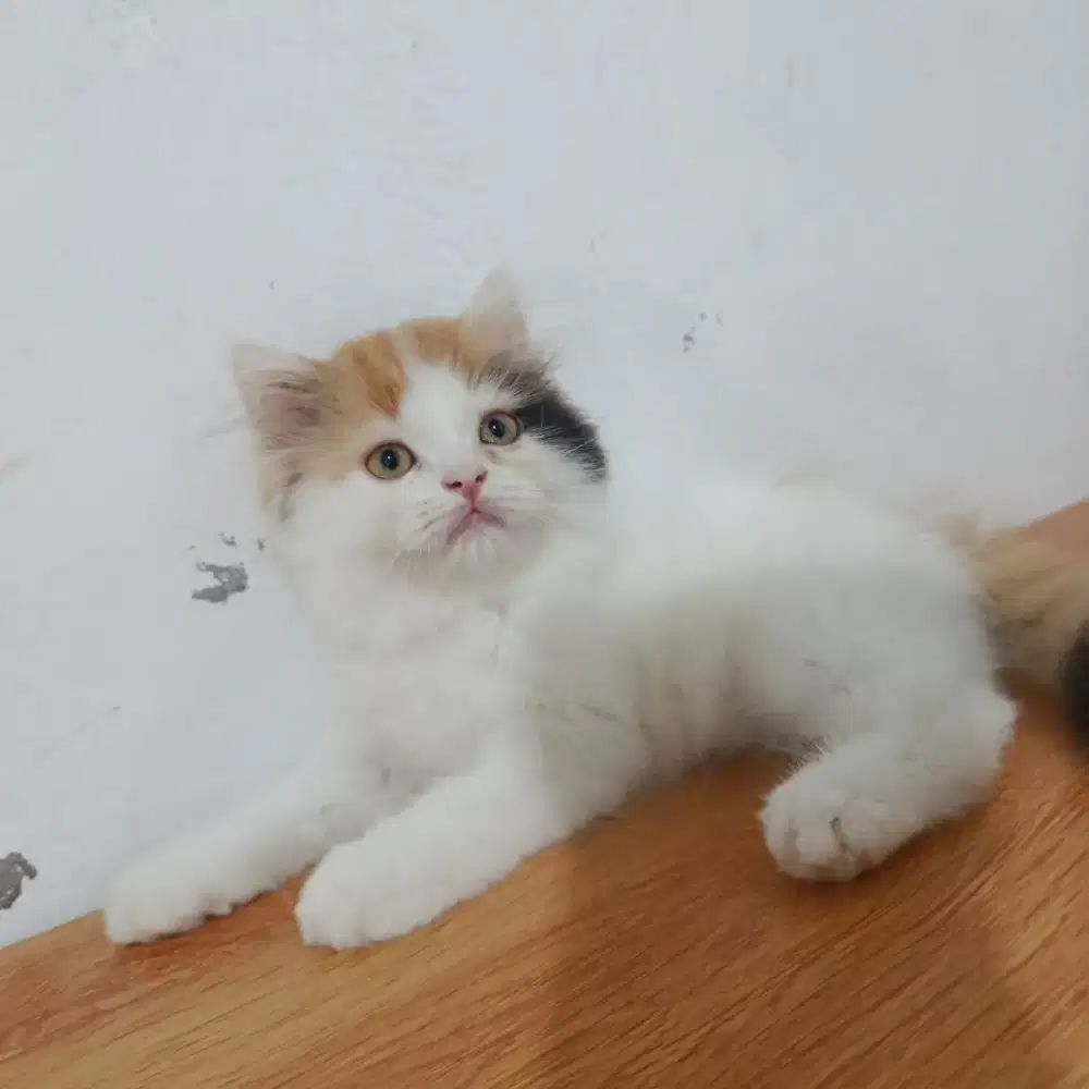 Kitten flatnose betina