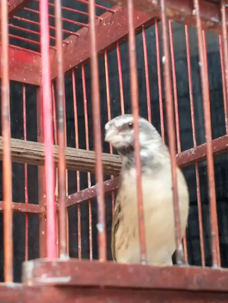 Burung blactroad somarini gacor