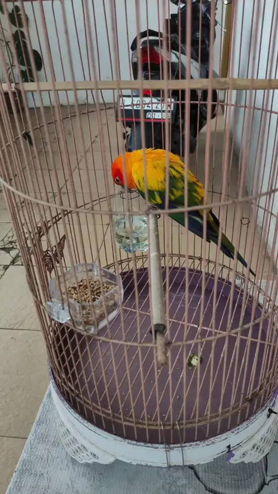 SUN CONURE JUAL CEPAT