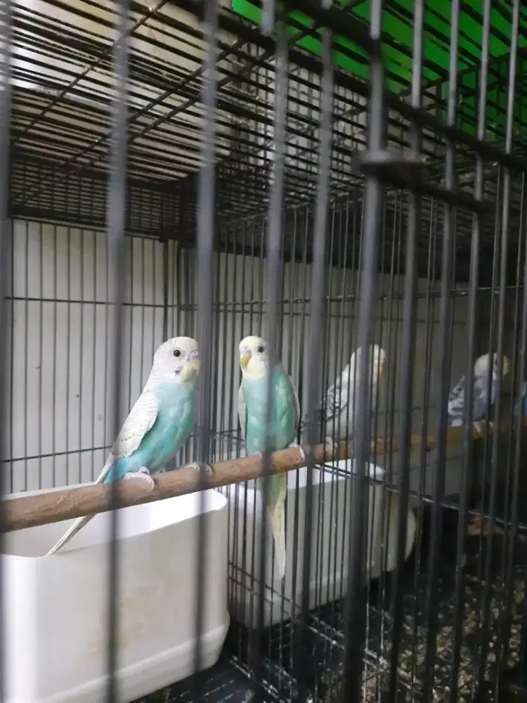 Burung parkit Eb