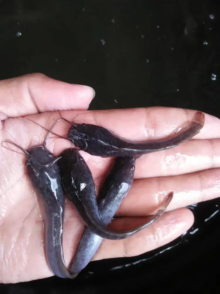 Bibit lele ukur 79