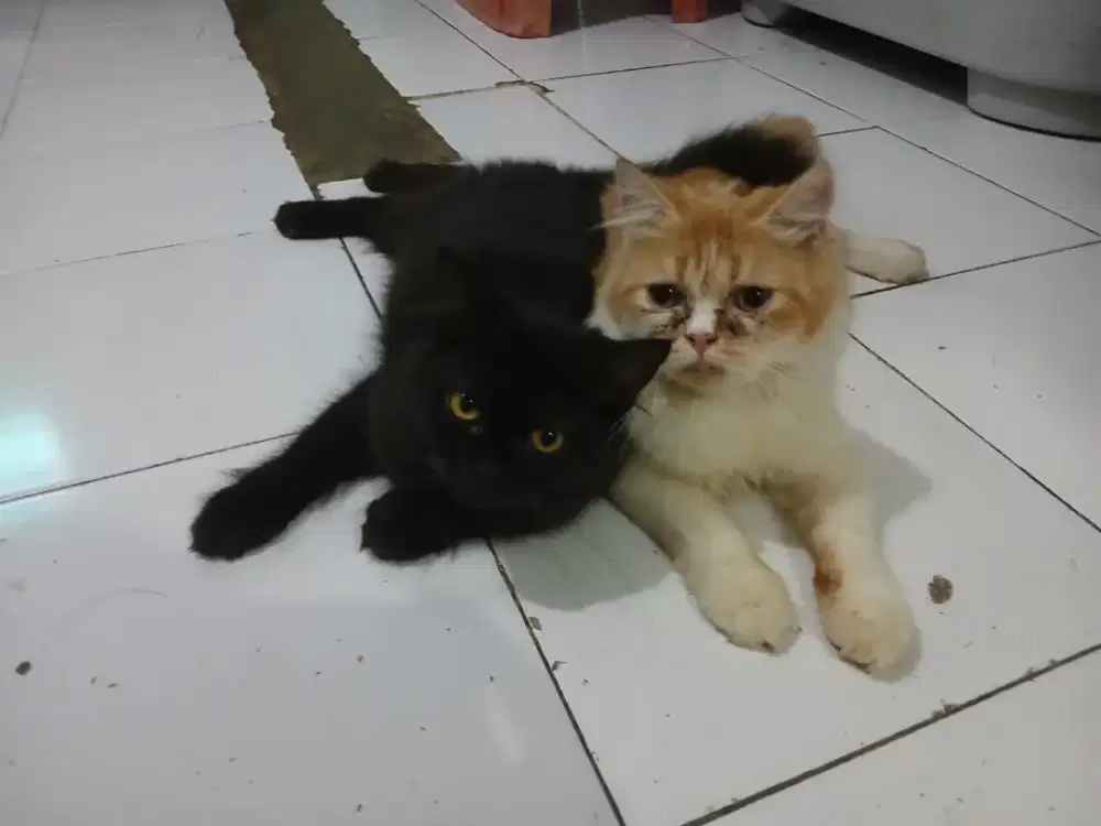 Lepas adopsi anak kucing Persia