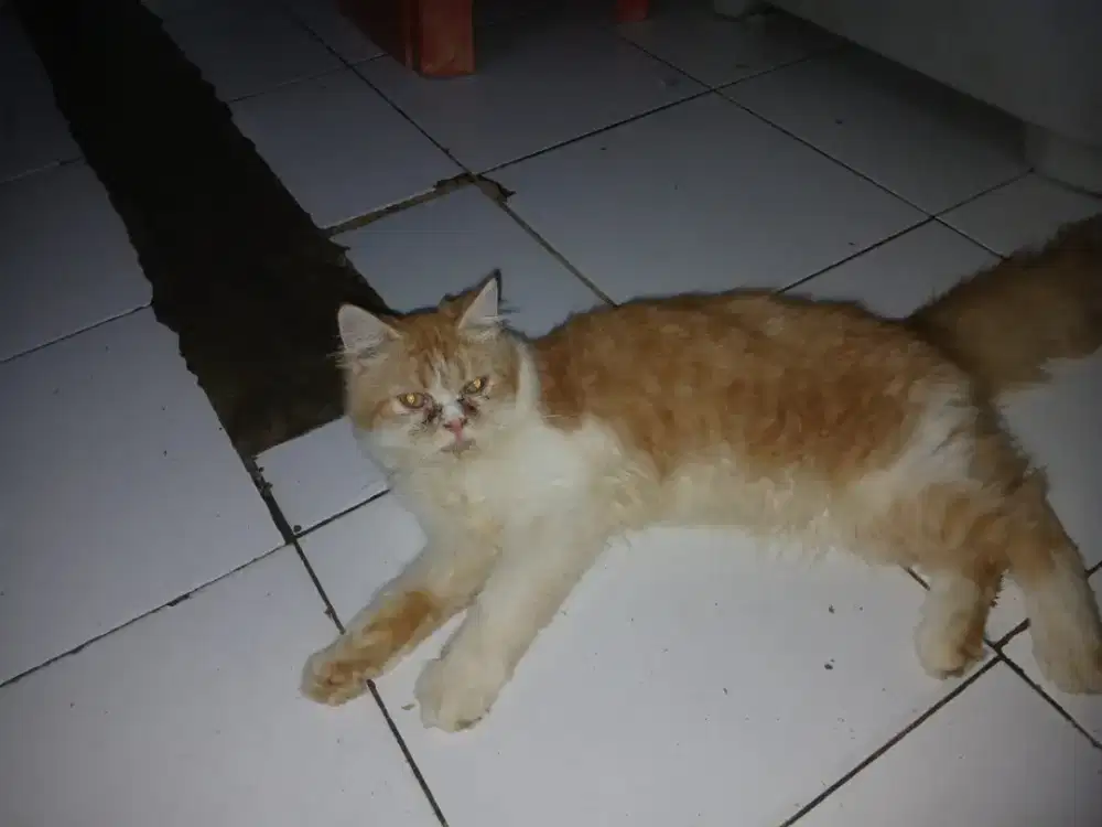Lepas adopsi anak kucing Persia