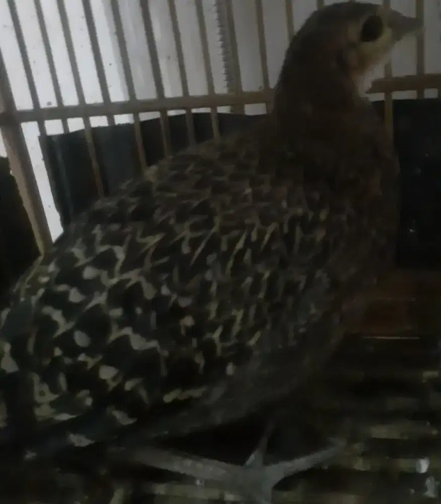 Ayam hutan betina