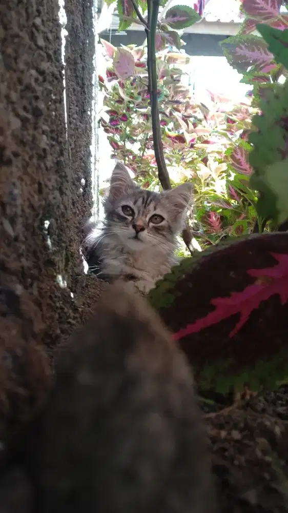 Persia mix Maine Coon