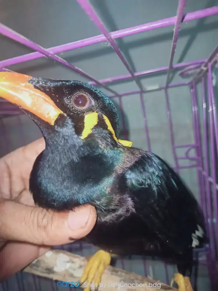 Burung bisa ngomong