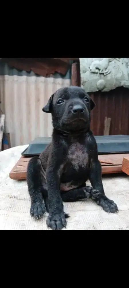 Black Labrador Retriver