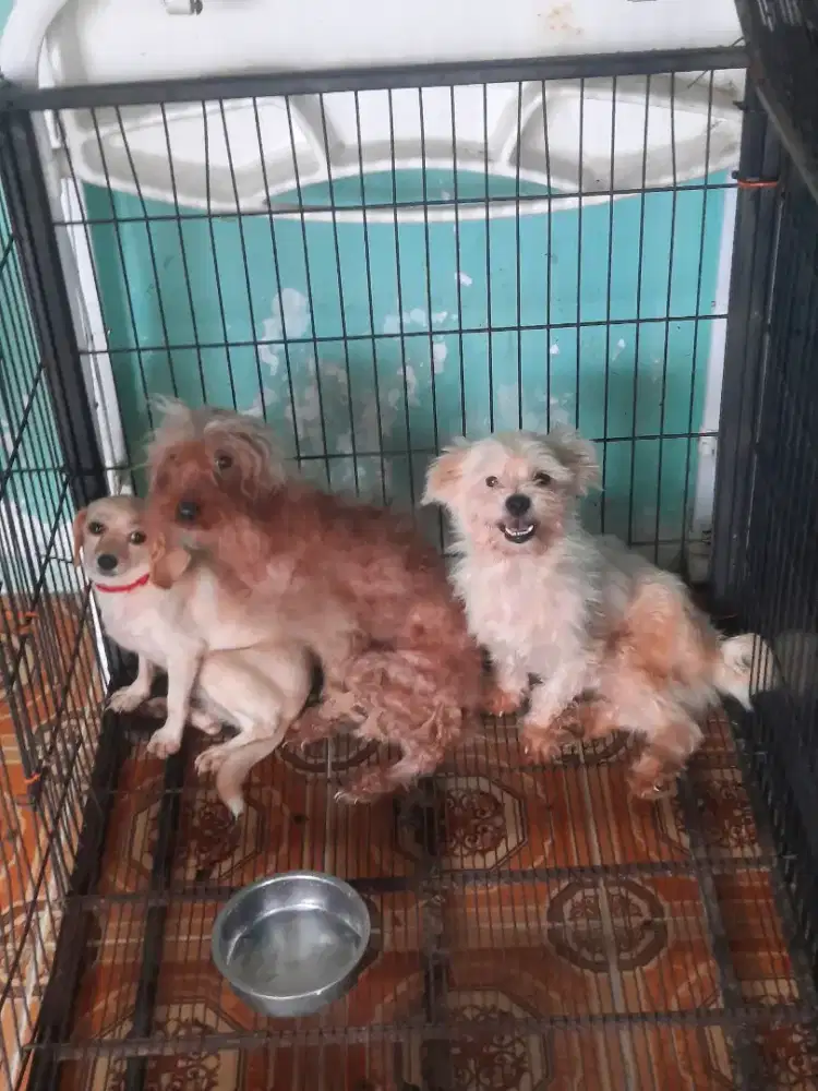 Anjing borongan