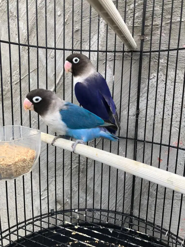 Burung lovebird