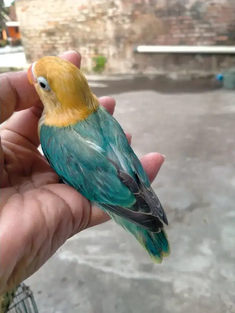 Lolohan Lovebird biola