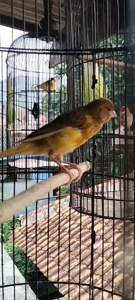 Kenari bahan fix jantan