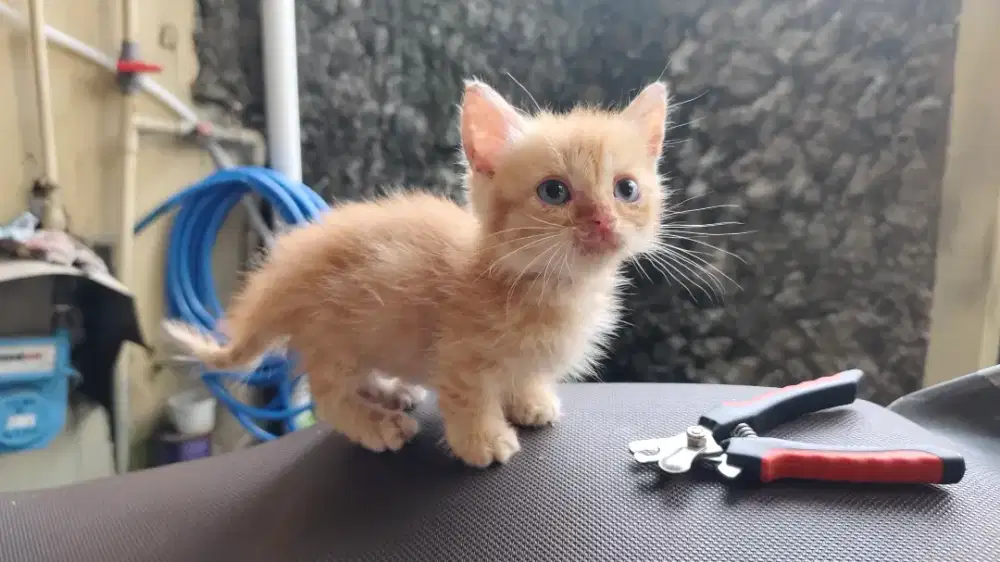 Kucing Munchkin BSH Oren Usia 2 Bulan